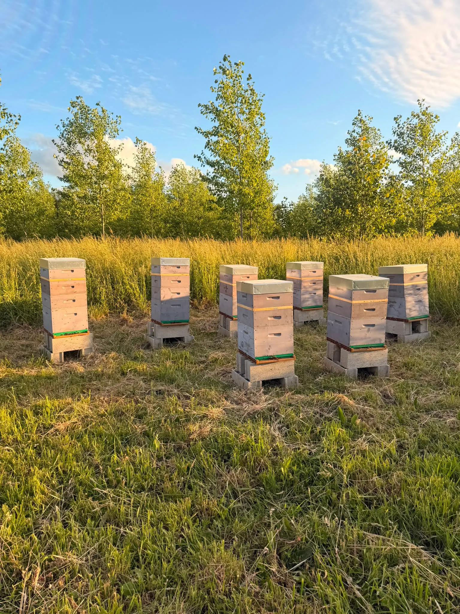 Ruches installées dans une prairie près de Chartres au soleil couchant