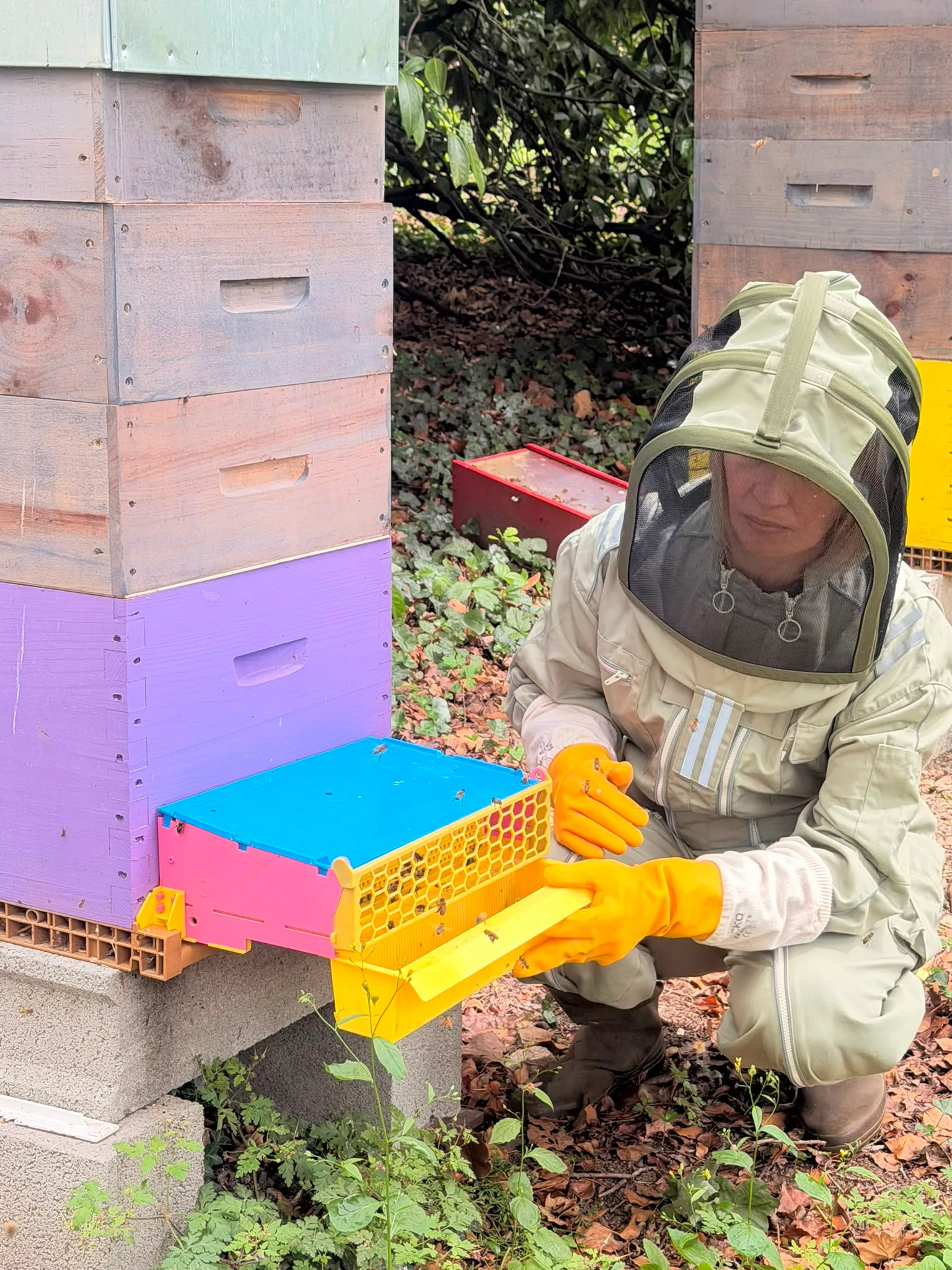 Apicultrice observant les abeilles à l’entrée d’une ruche colorée