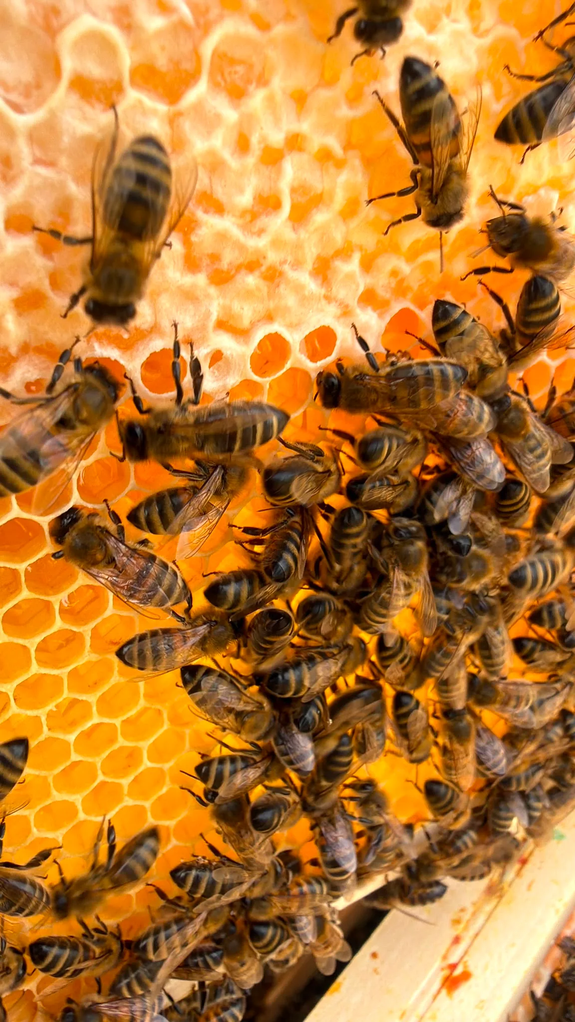 Abeilles sur les alvéoles dorées d’un rayon
