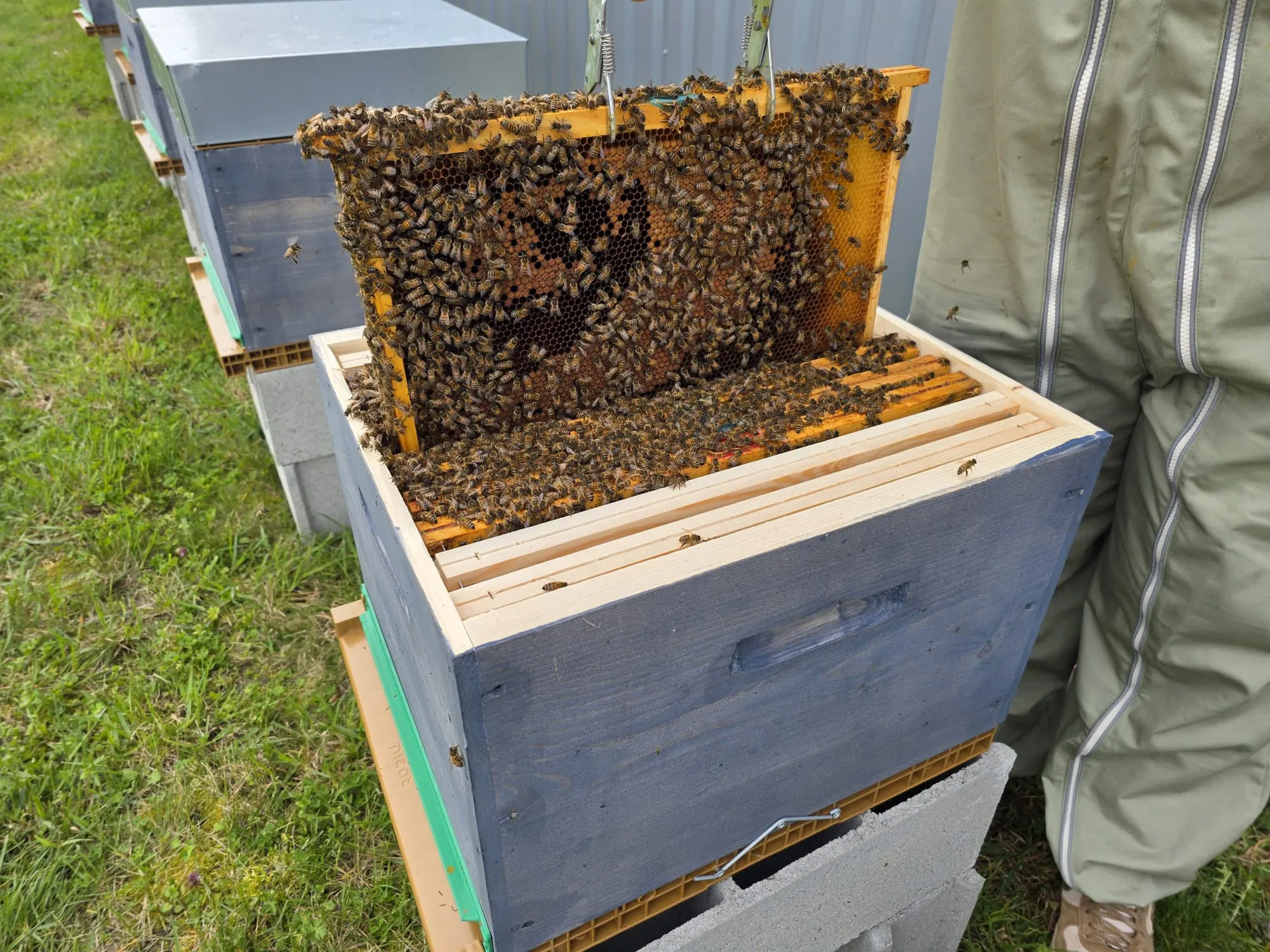 Cadre densément couvert d’abeilles soulevé au-dessus d’une ruche