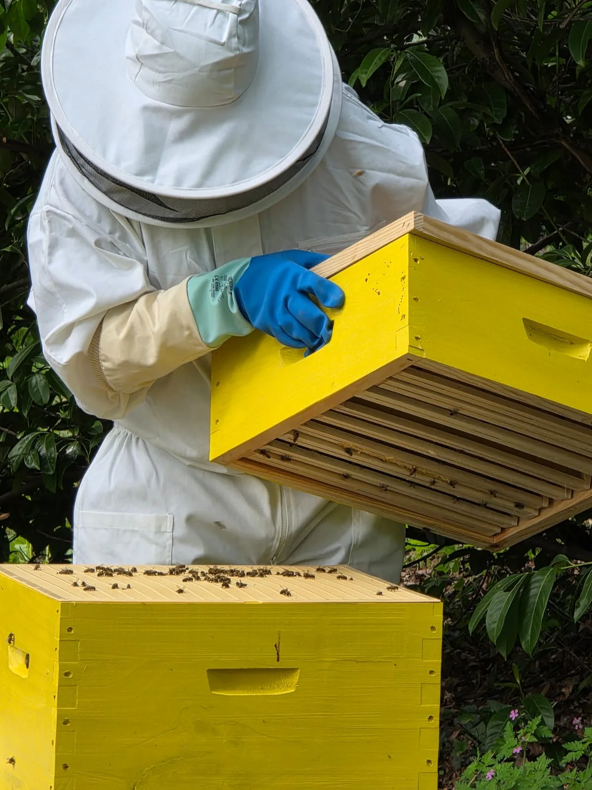 Apiculteur tenant un cadre de ruche entouré d’abeilles