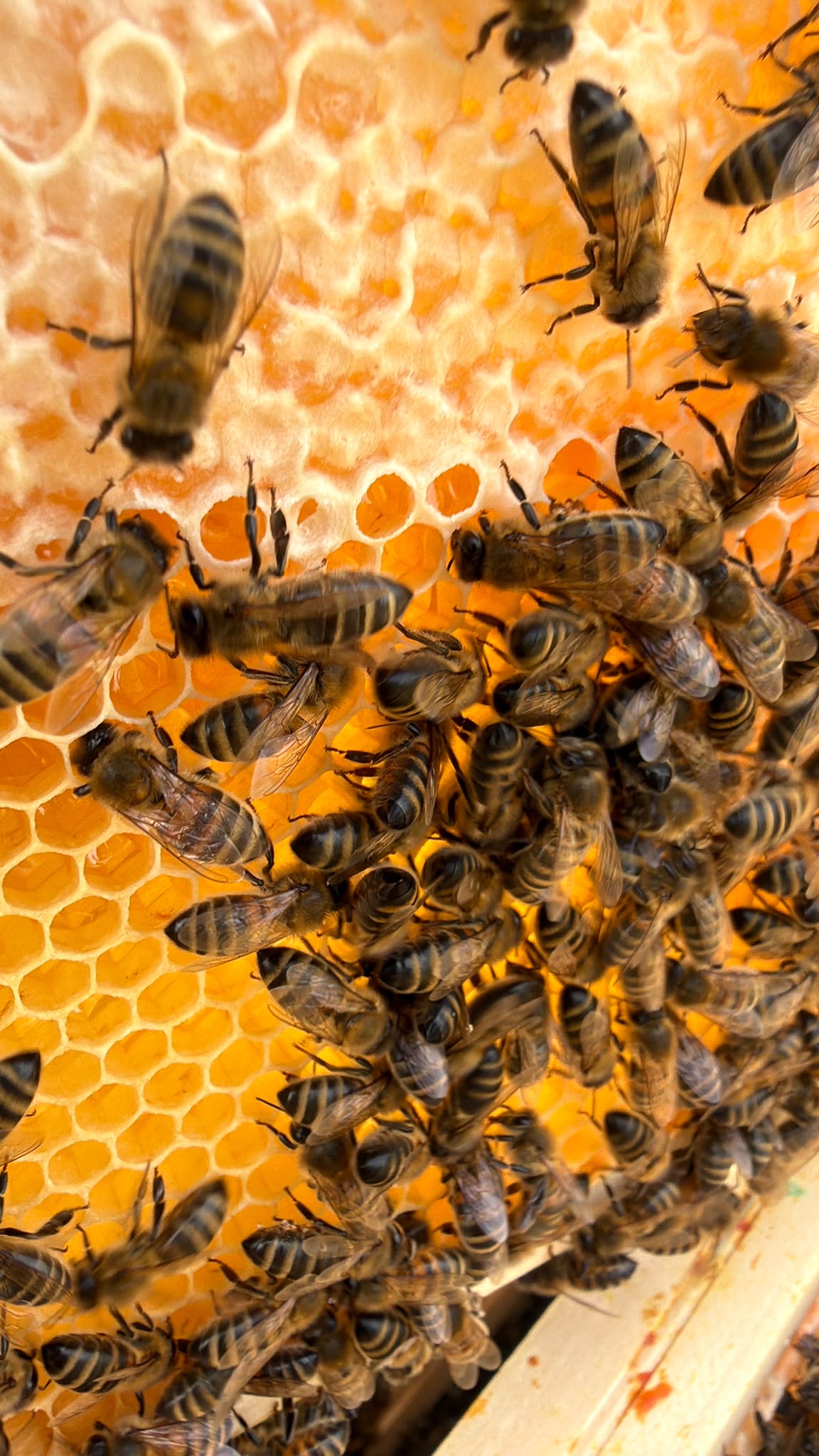 Abeilles sur un rayon aux alvéoles dorées